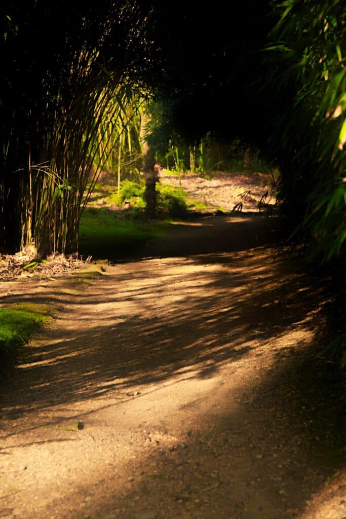 Dirt pathway lined with foliage dabbled with sunlight.