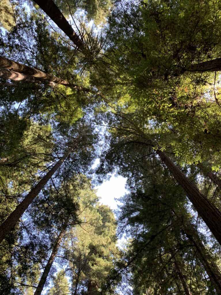 Low angle shot of tall trees, green leaves, blue sky, sunny day, building confidence and finding peace