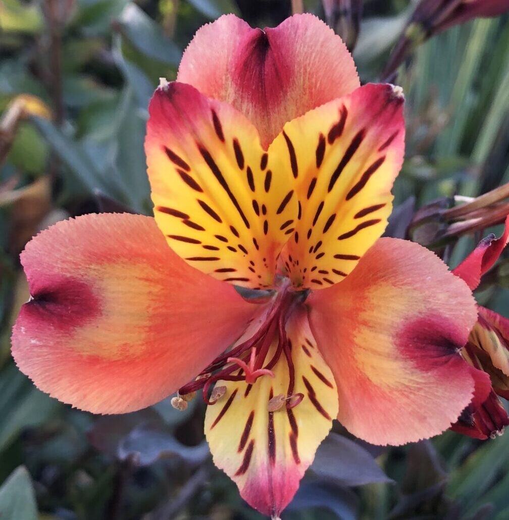 Pink and gold pansie flower. Julie Childs hypnotherapy treatment.
