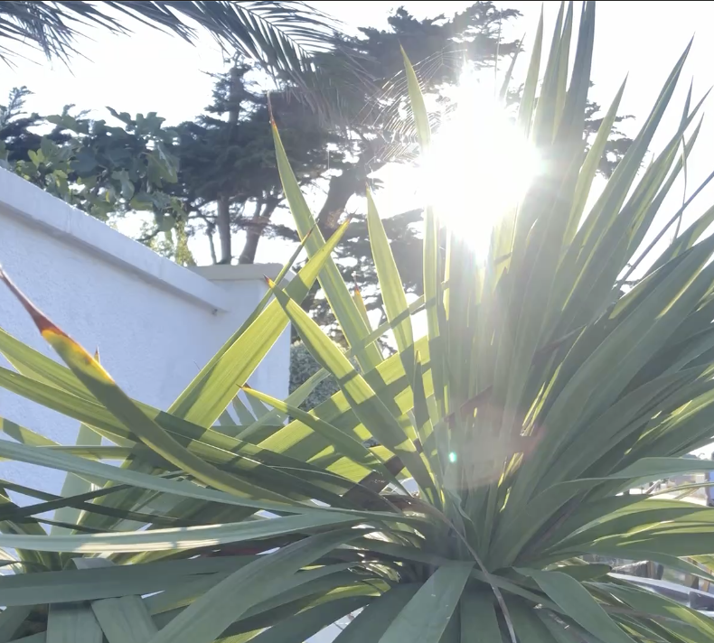 Clinical Hypnotherapy Green plant sunshine