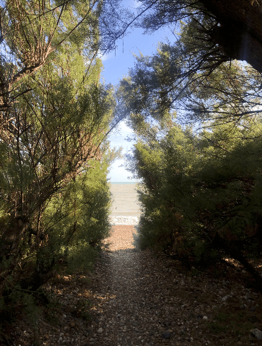 Pebble beach through the trees. Clinical Hypnotherapy