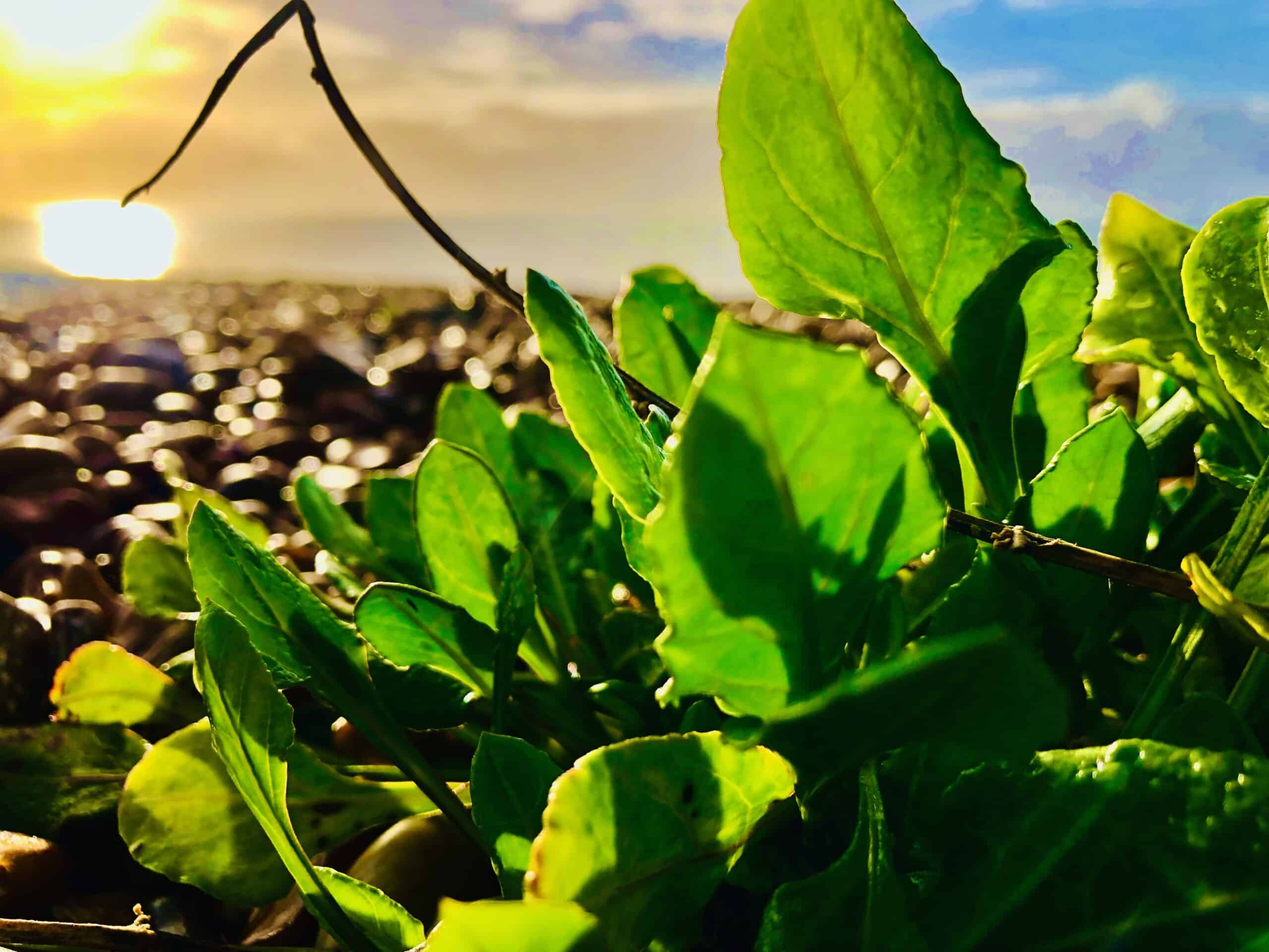 Sunlit green plant on pebble beach. Hypnotherapy