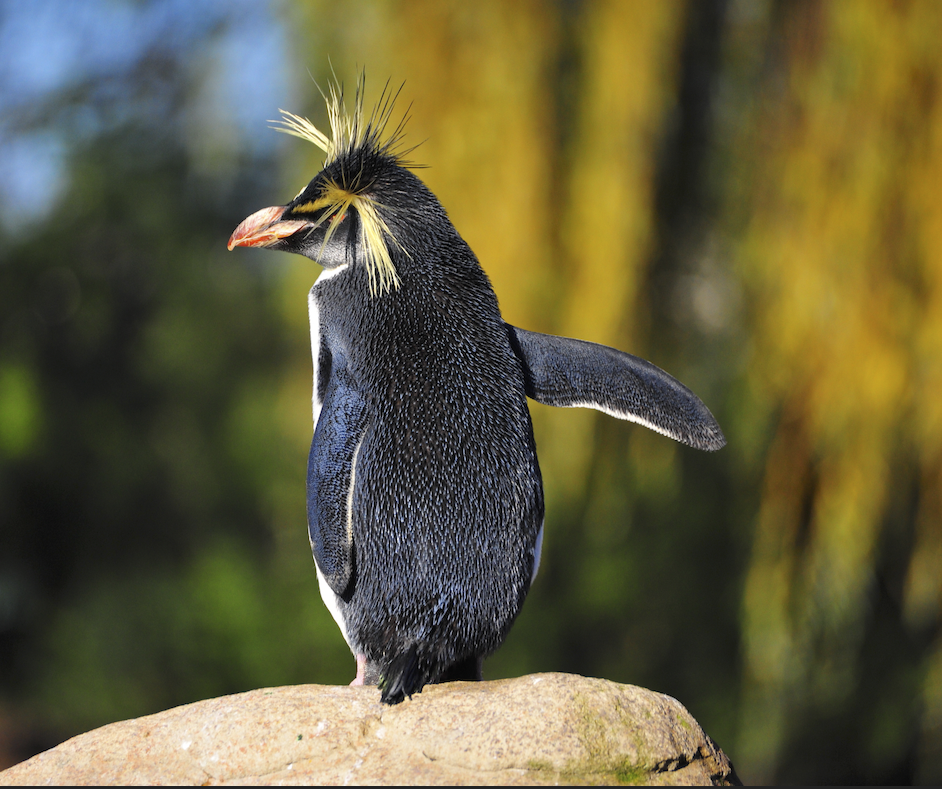 Pointing Pengiun Hypnotherapy FAQs