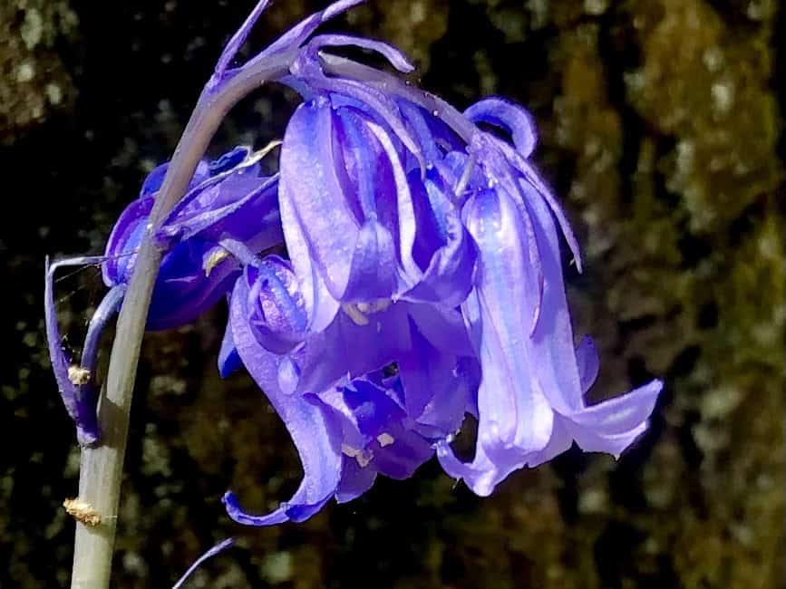 Mind Body Connection. Close up of Bluebell in the sunshine in the woods.