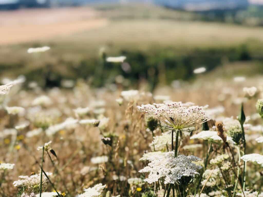 Close up of cow parsley in field high up on viewing point.