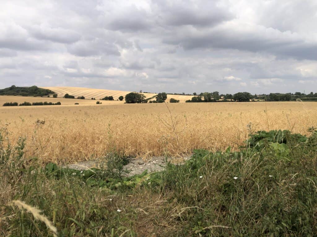 Clouds over a yellow field representing the mind body connection
